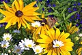 osmwiki:File:Blume mit Schmetterling und Biene 1uf.JPG
