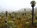 osmwiki:File:Espeletia pycnophylla.jpg