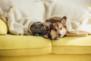 A gray cat and a brown-and-white corgi lying under a knit blanket on a yellow sofa, ready for their next photoshoot to make money with animals.