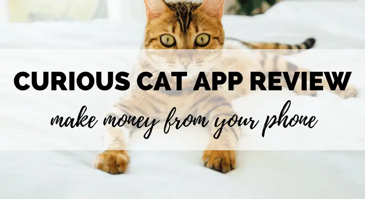 curious cat review