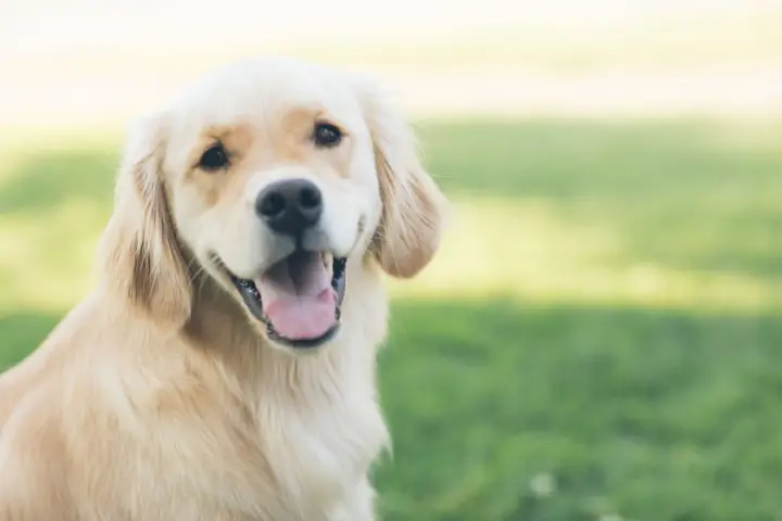 a happy dog